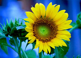 Sunflower photographed by Julie Loughary, Belgrade 