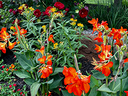 Summer Blooms - 2026 MBA Calendar